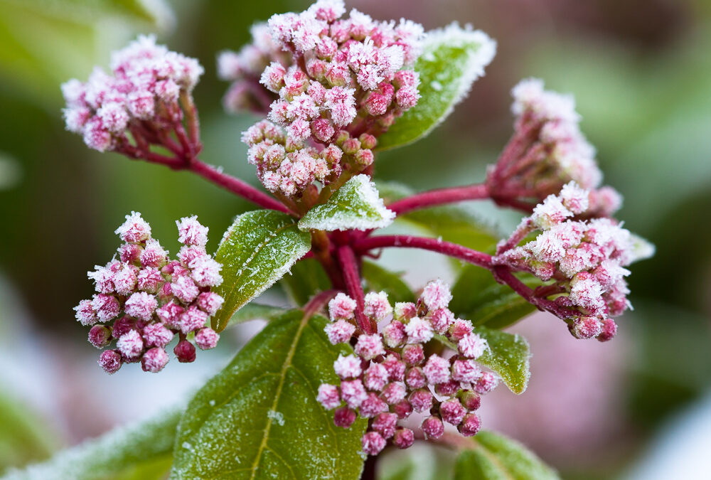 Viburnum tinus cvs.