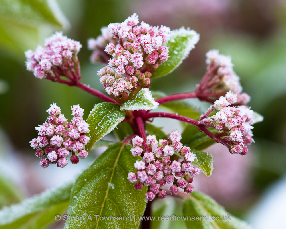 Viburnum tinus cvs.