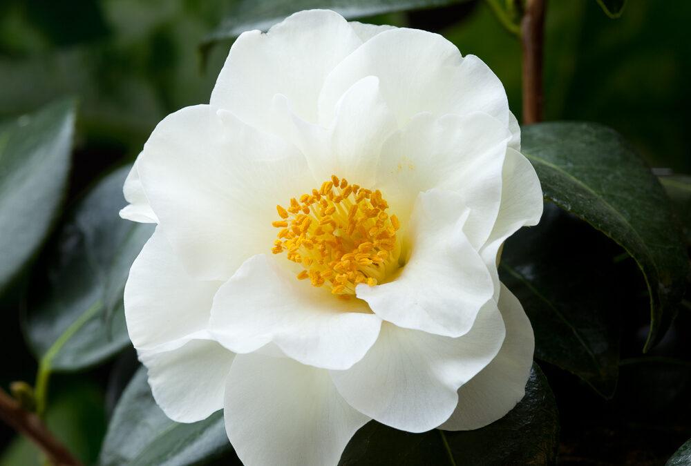 Camellias