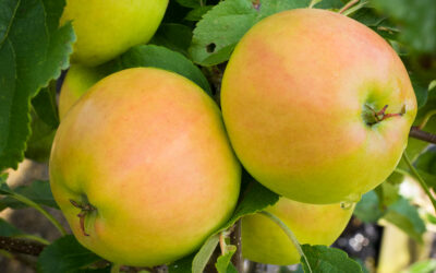 Fruit Trees
