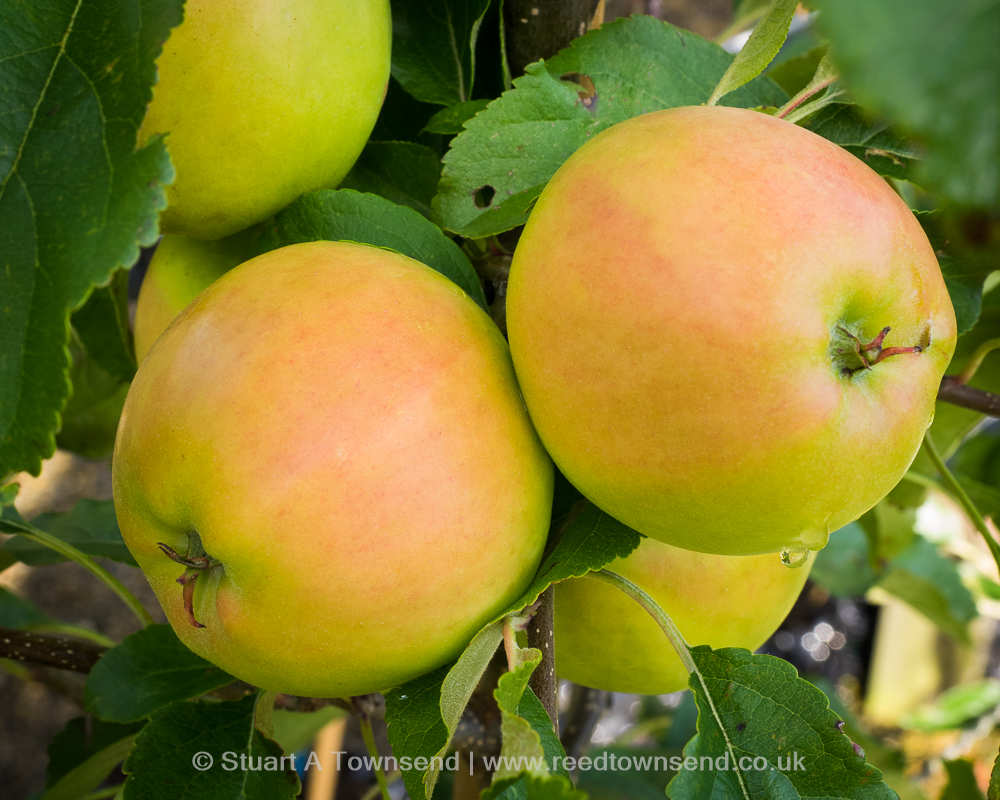 Fruit Trees