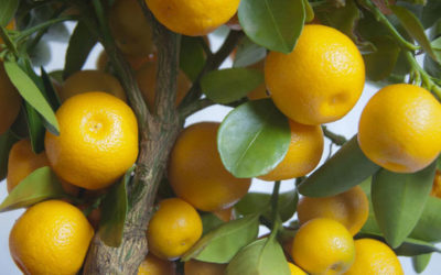 Planting Trees or Shrubs