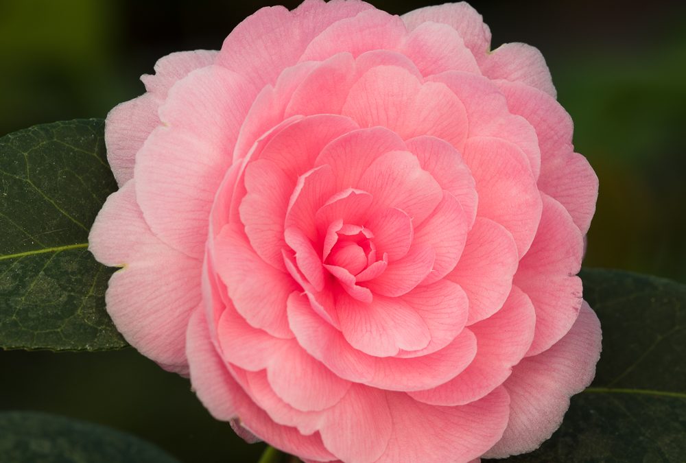 Camellias