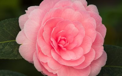 Camellias