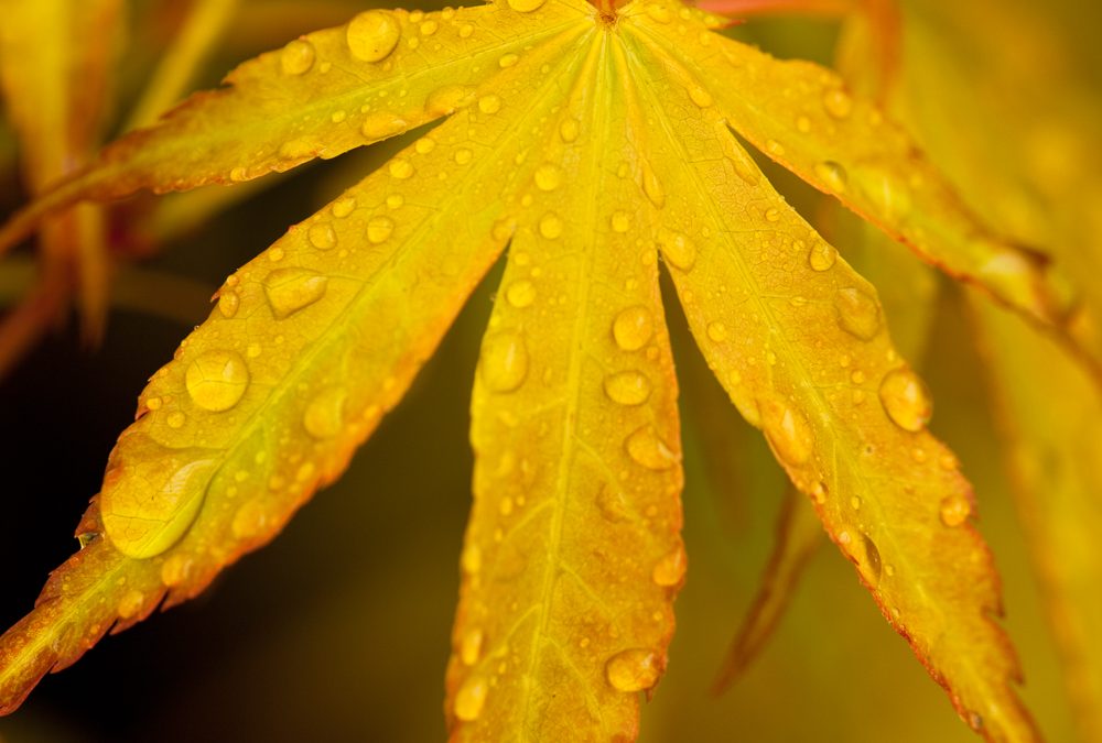 Japanese Maples