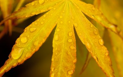 Japanese Maples