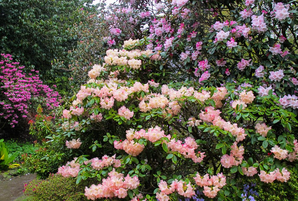 Rhododendrons