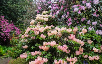 Rhododendrons