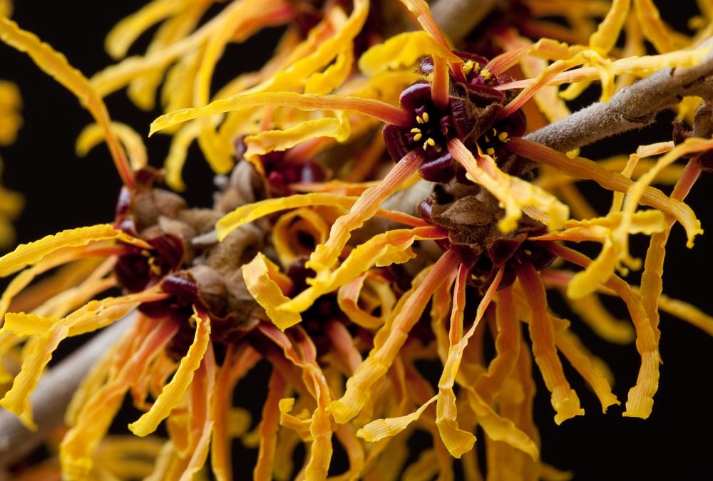 Hamamelis