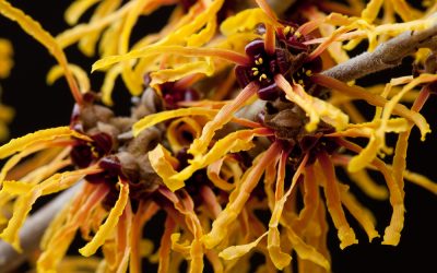 Hamamelis