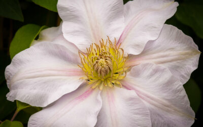 Clematis