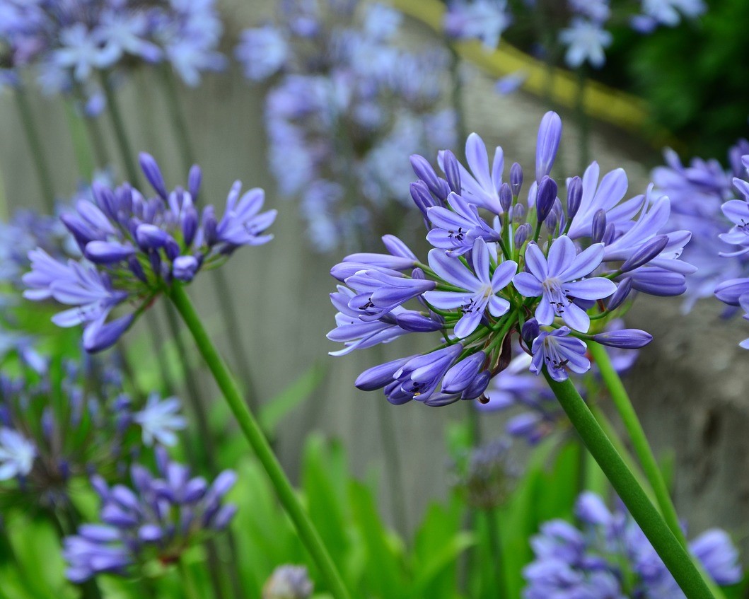 Agapanthus (African Lily)
