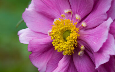 Japanese Anemone