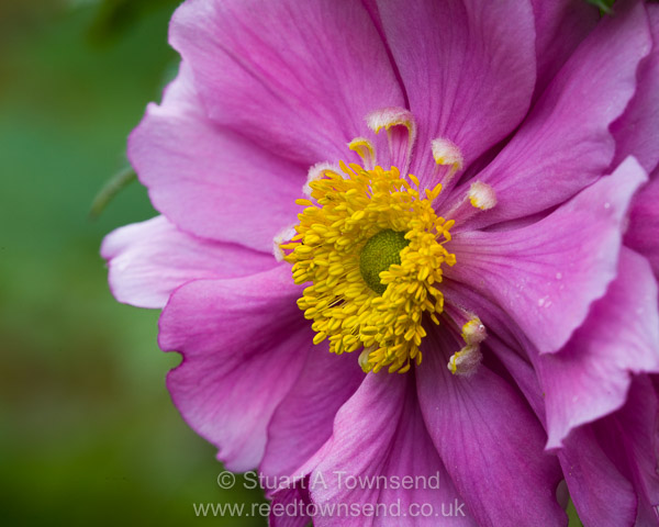 Japanese Anemone