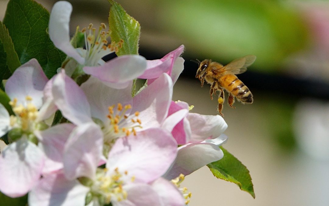 Fruit Tree Pollination