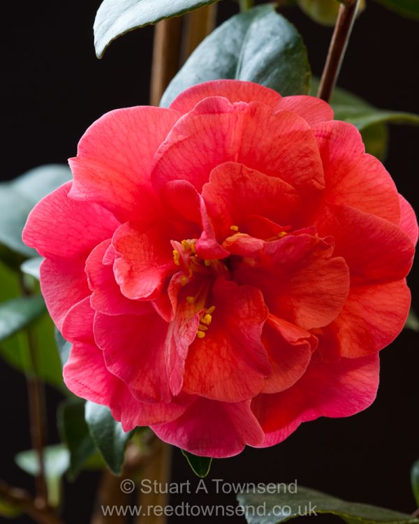 japonica Adolphe Audusson