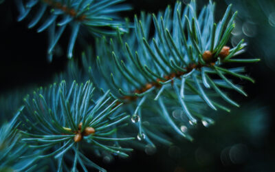 Christmas Trees