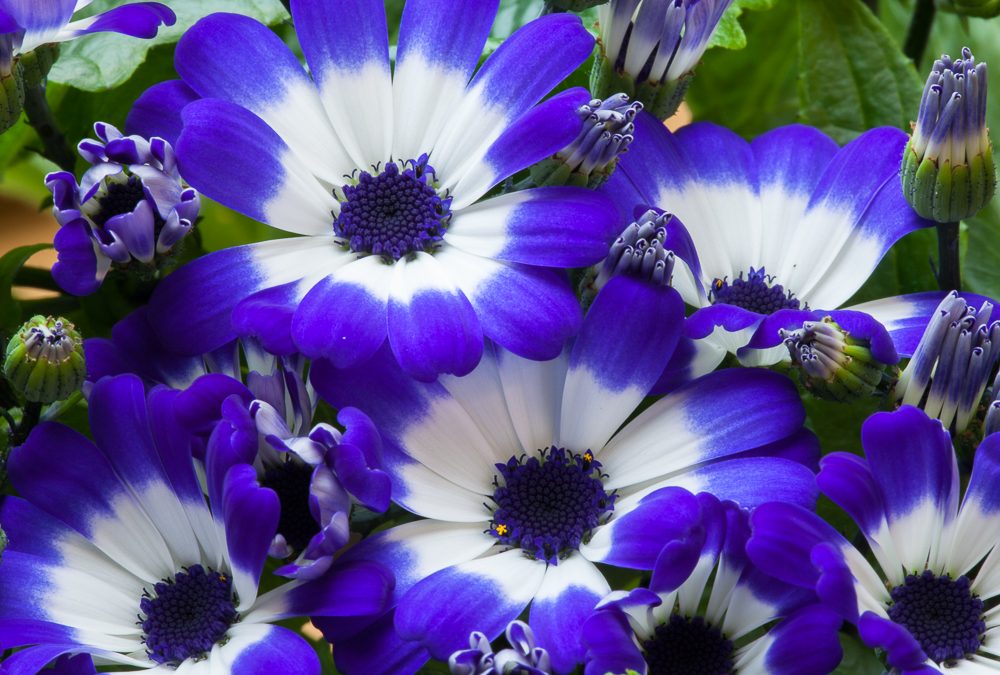 Cineraria