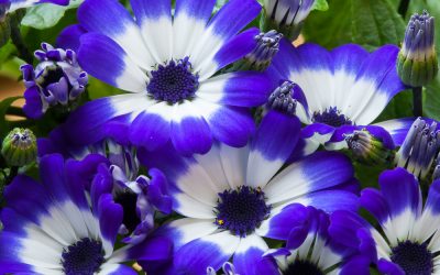 Cineraria