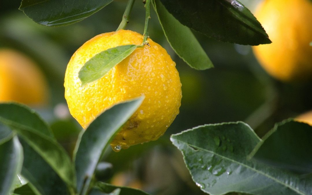 Citrus Trees
