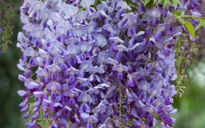 Wisteria