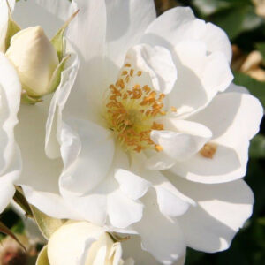 Flower Carpet White (7.5lt)