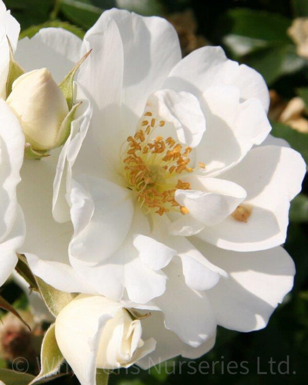 Flower Carpet White (7.5lt)