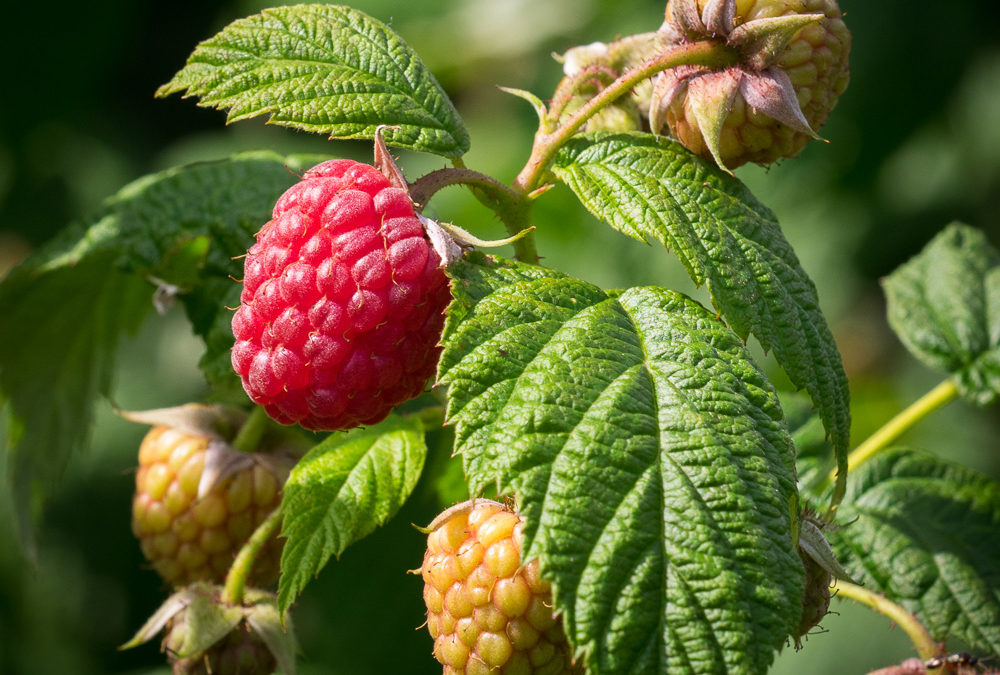 Planting Raspberry Canes