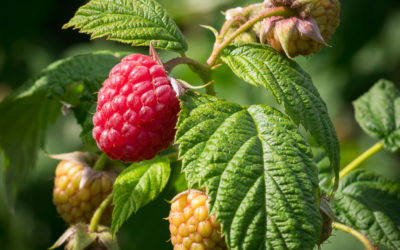 Planting Raspberry Canes