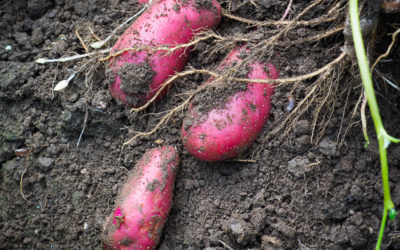 Planting Potatoes for Christmas Harvest
