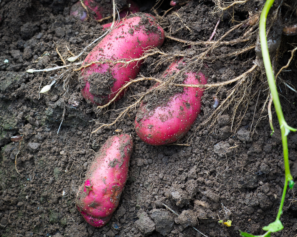 Planting Potatoes for Christmas Harvest