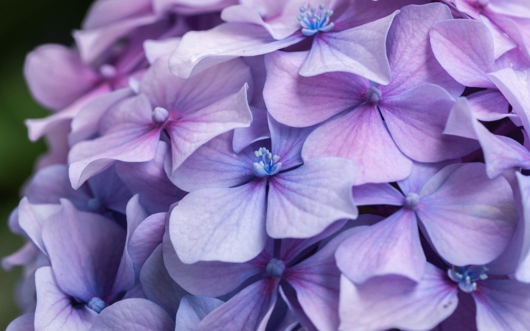 Hydrangea macrophylla