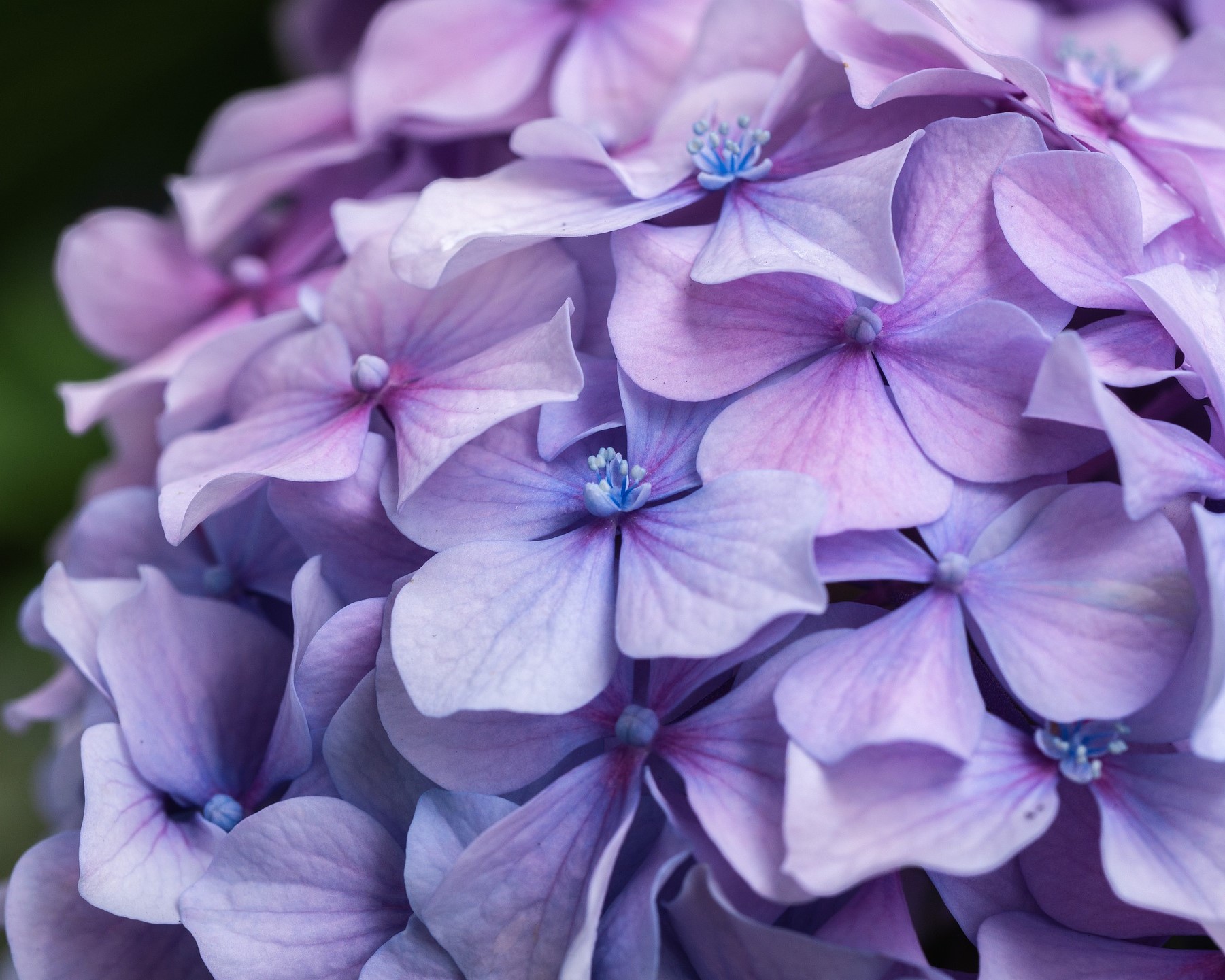 Hydrangea macrophylla