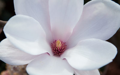 Magnolias