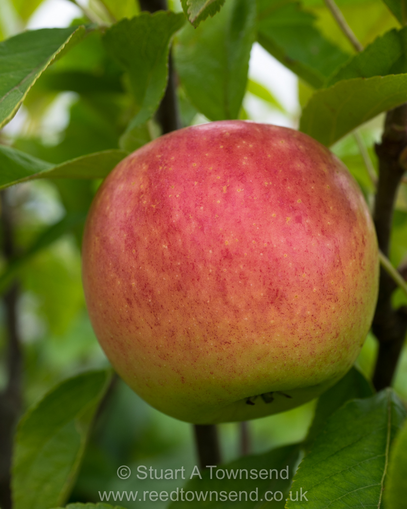 Fruit Trees