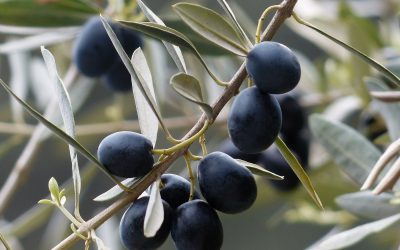 Olive Trees