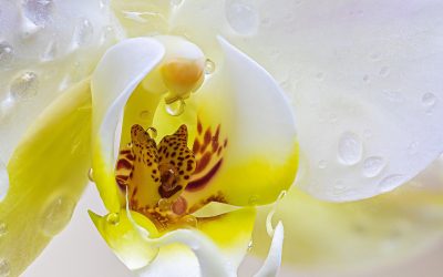 Orchids