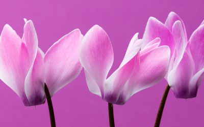 Cyclamen