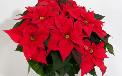 Poinsettia