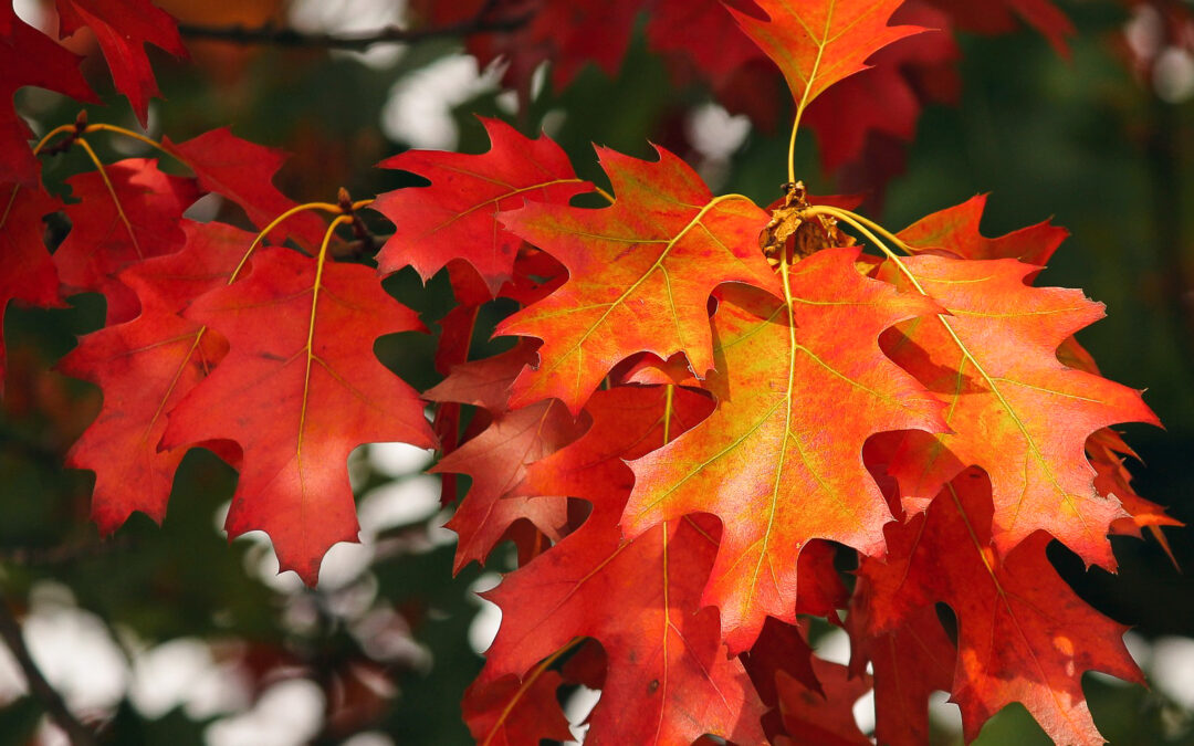 Ornamental Trees