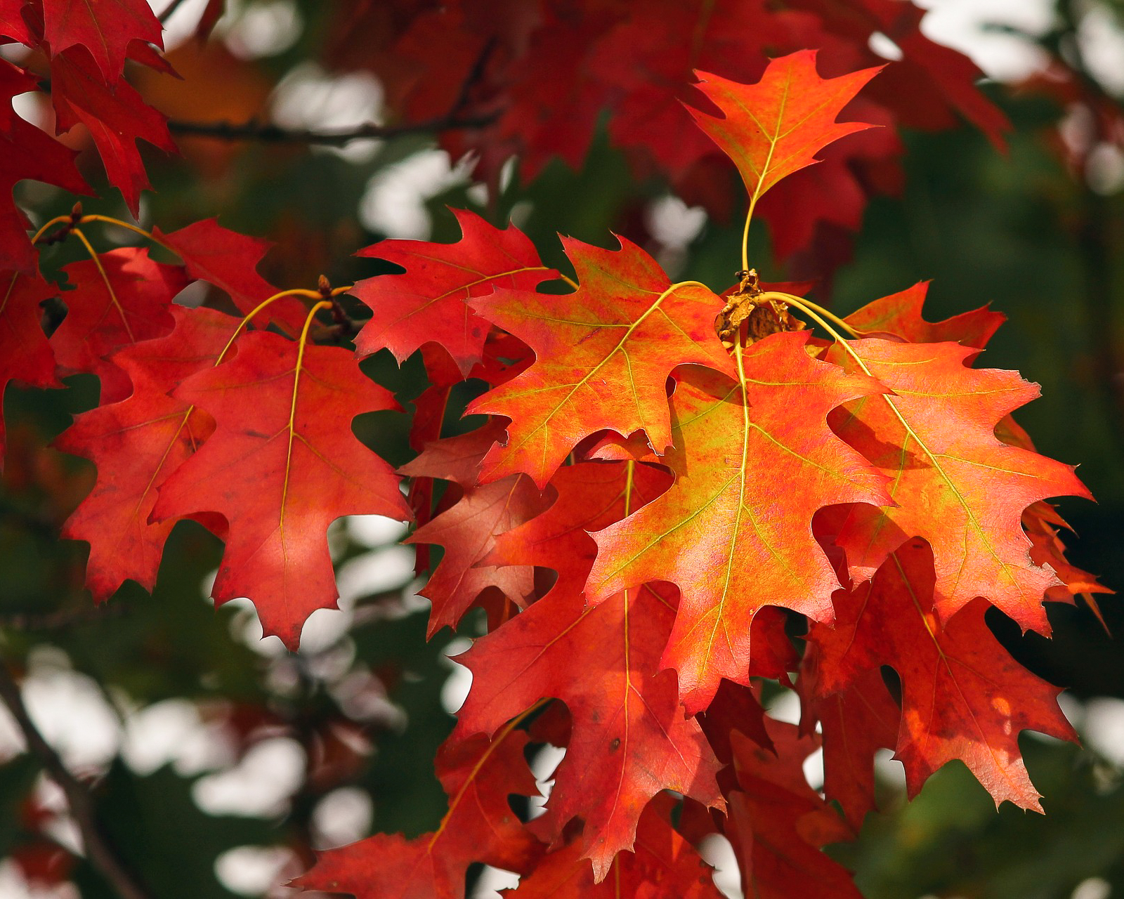 Ornamental Trees