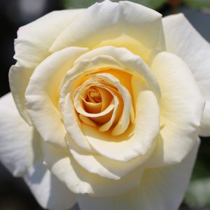 Diamond Days Forever