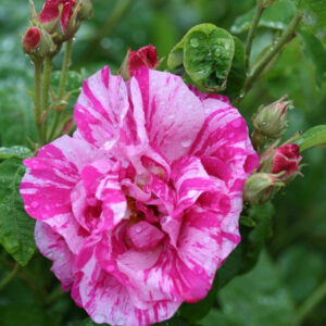Rosa Gallica Versicolor (4lt)