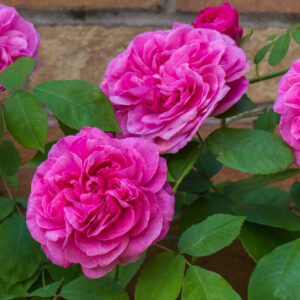 Gertrude Jekyll