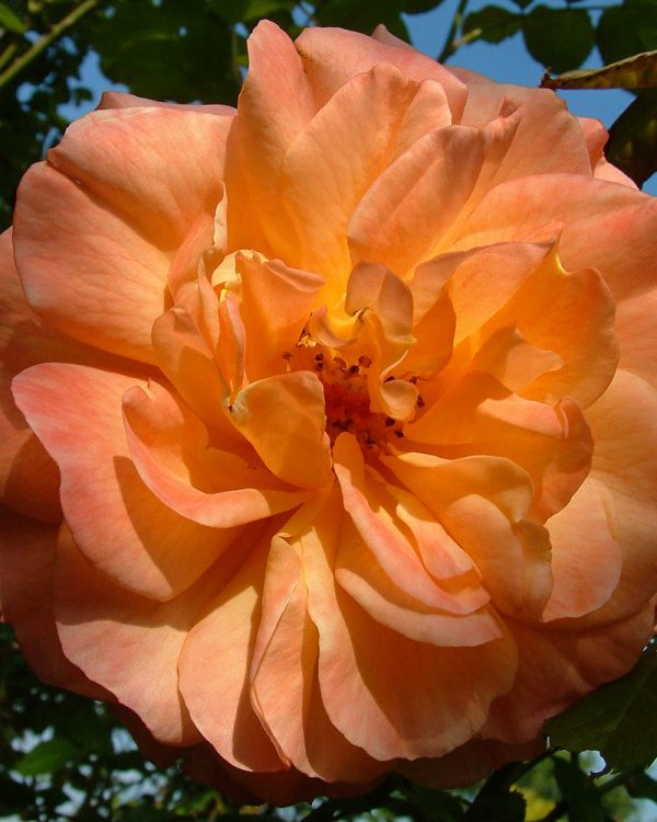 Rosa Maigold (4LT)