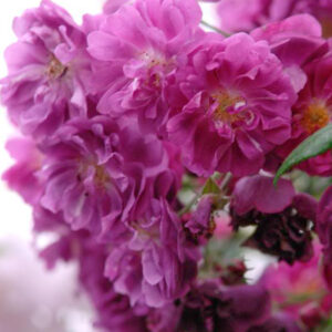 Purple Skyliner