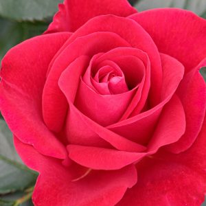 Ruby Red