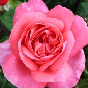 Rosa Special Anniversary (3LT)