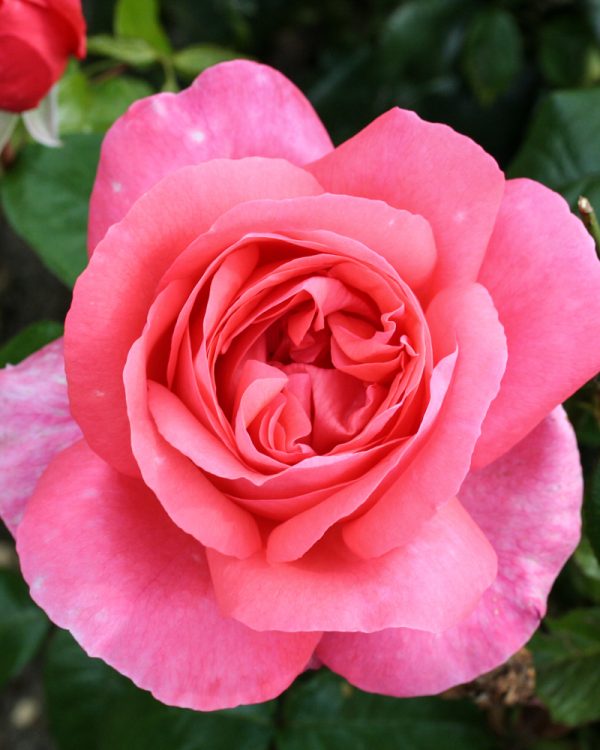 Rosa Special Anniversary (3LT)