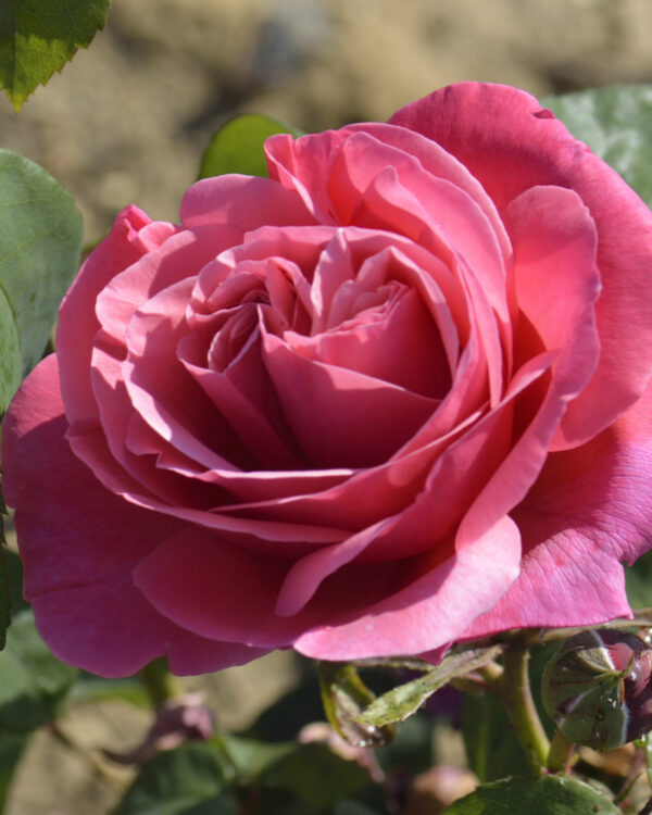 The Anniversary Rose (3LT)